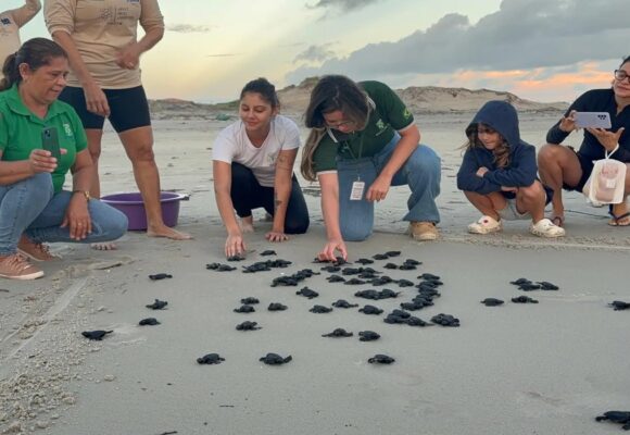 Soltura de 70 tartarugas-oliva marca ação de preservação em praia do Pará
