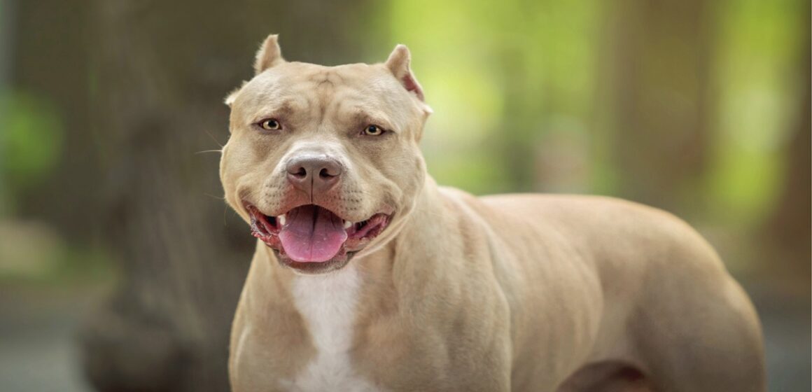 Especialista revela técnicas eficazes durante ataques de pitbulls