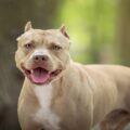 Especialista revela técnicas eficazes durante ataques de pitbulls