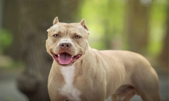 Especialista revela técnicas eficazes durante ataques de pitbulls
