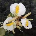 Pesquisadores encontram flor rara da Amazônia no Parque do Utinga