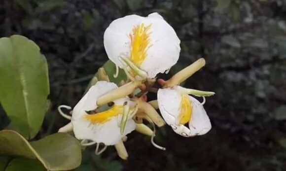 Pesquisadores encontram flor rara da Amazônia no Parque do Utinga