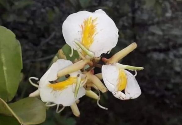 Pesquisadores encontram flor rara da Amazônia no Parque do Utinga
