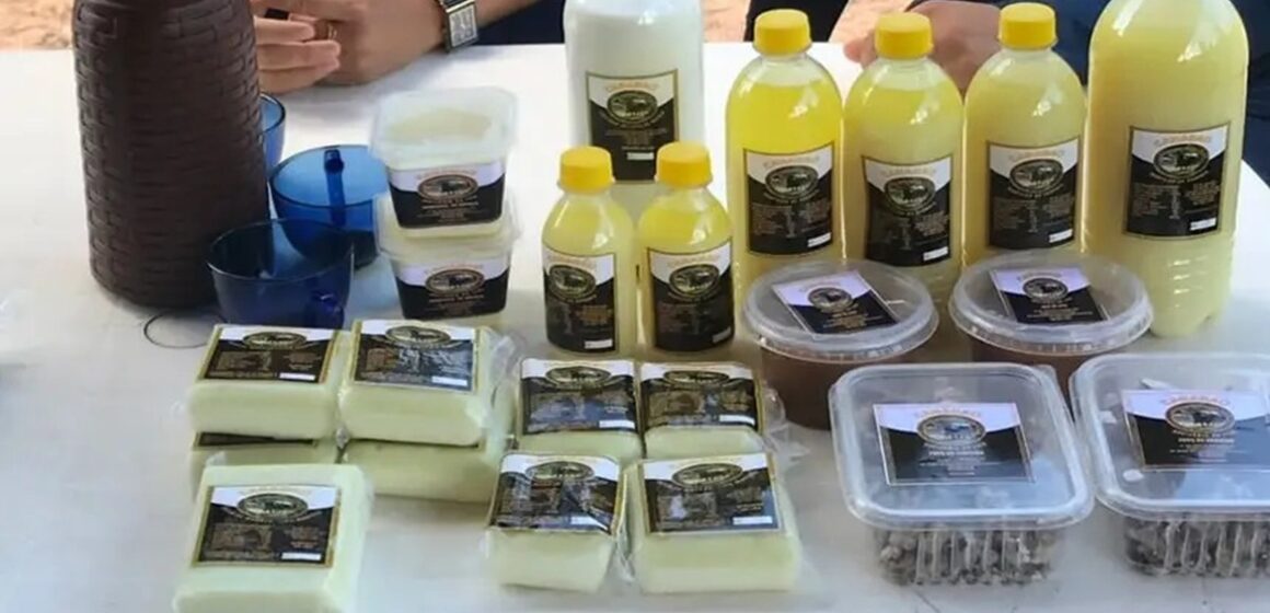 Estado impulsiona produção de derivados do leite de búfala no Marajó