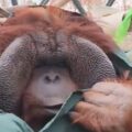 Orangotango surpreende ao criar própria capa com nó em tecido