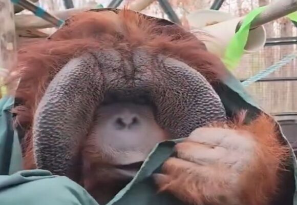 Orangotango surpreende ao criar própria capa com nó em tecido