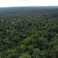 Suzano amplia corredores ecológicos na Amazônia para preservar biodiversidade