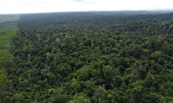 Suzano amplia corredores ecológicos na Amazônia para preservar biodiversidade