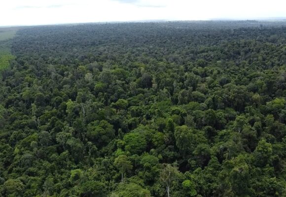 Suzano amplia corredores ecológicos na Amazônia para preservar biodiversidade