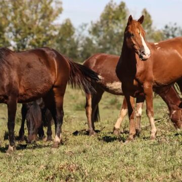 Ração contaminada causa morte de 245 cavalos em quatro estados brasileiros
