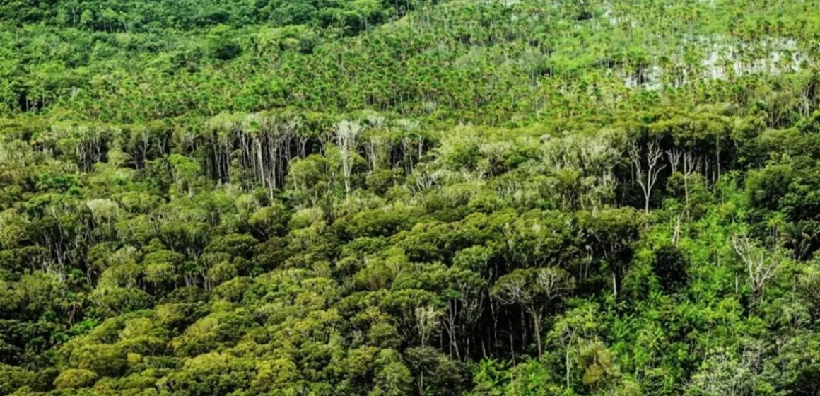 Pará registra menor desmatamento em junho desde 2019, com queda de 41% nos alertas