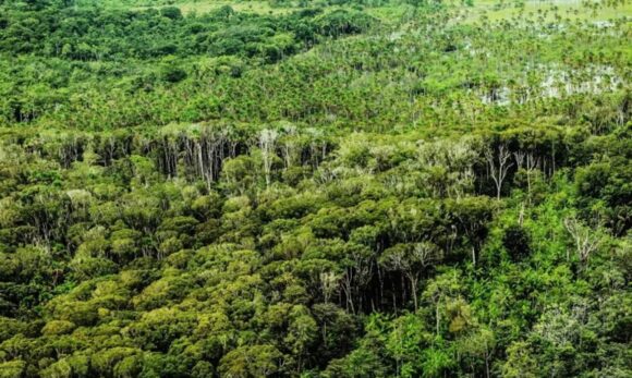 Pará registra menor desmatamento em junho desde 2019, com queda de 41% nos alertas