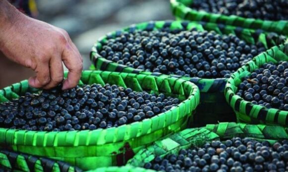 DIBB amplia prazo para projetos de bioeconomia na Amazônia com R$ 2 milhões em incentivos