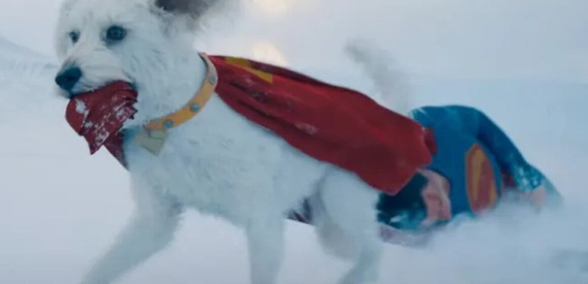 Superman impulsiona adoção de cães nos EUA com a estreia de Krypto, o Supercão