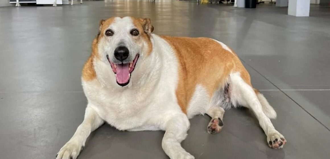 Silveira, o cão mais famoso da UFSM, finalmente ganha um lar após 10 anos no campus