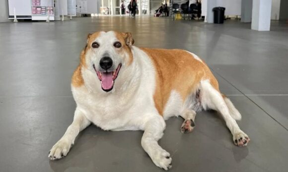 Silveira, o cão mais famoso da UFSM, finalmente ganha um lar após 10 anos no campus