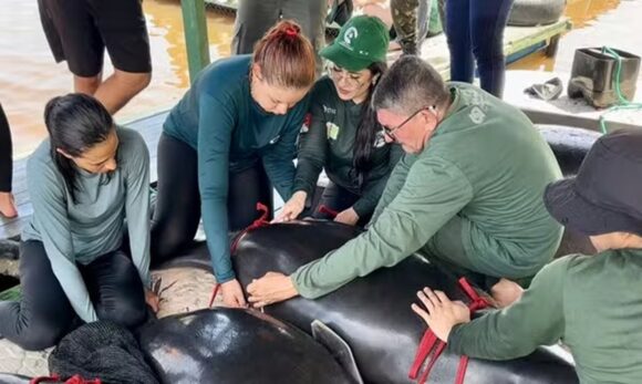 ‘Jardineiros da Amazônia’: projeto devolve seis peixes-boi reabilitados à natureza no Pará