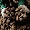 Mecanismo Amazônia Viva atinge 100% de adimplência e fortalece economia sustentável na região