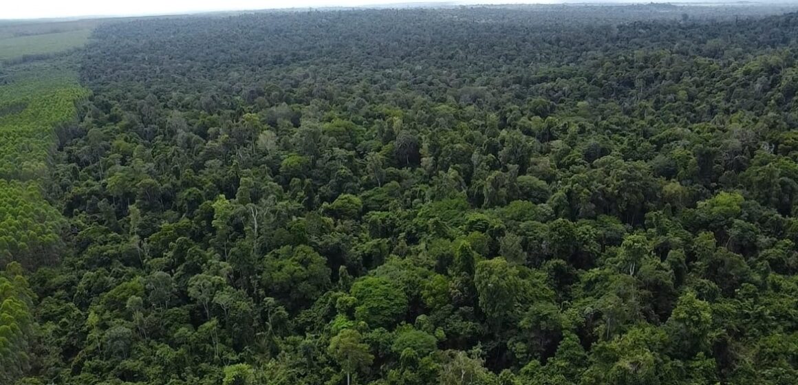 Suzano amplia ações de conservação na Amazônia no Dia de Proteção às Florestas