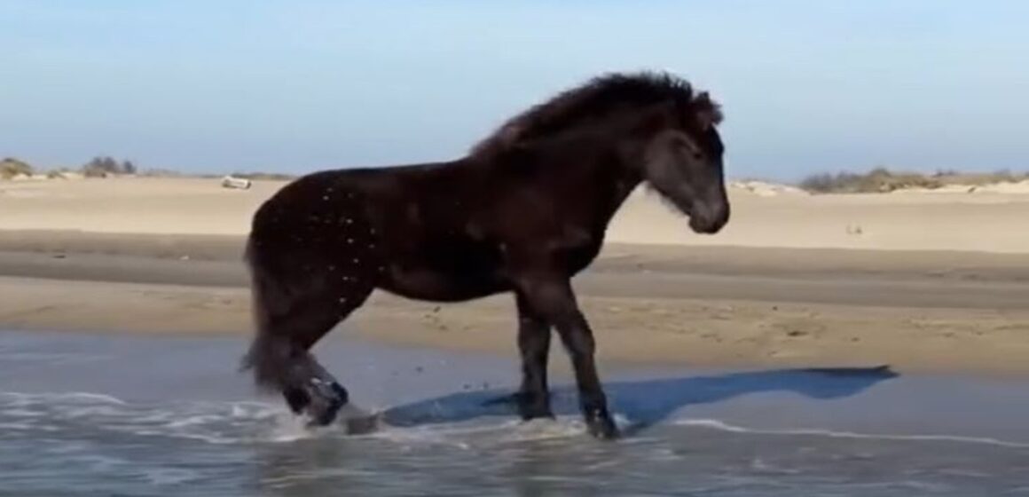 WhatsApp Image 2025-07-21 at 12.07.47 Cavalo de 9 meses encanta ao descobrir o mar em vídeo que viraliza