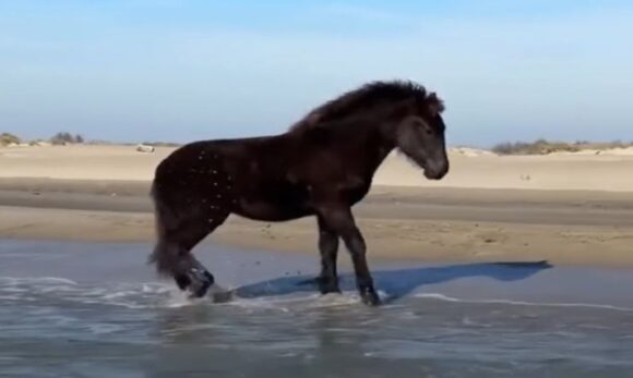 WhatsApp Image 2025-07-21 at 12.07.47 Cavalo de 9 meses encanta ao descobrir o mar em vídeo que viraliza