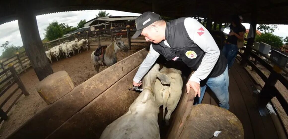 Vacinação contra raiva obrigatória entra na reta final no Pará