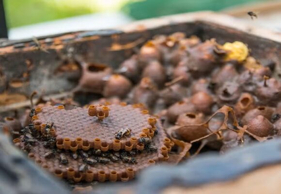 Própolis de abelha amazônica supera pomadas comerciais em cicatrização, revela estudo