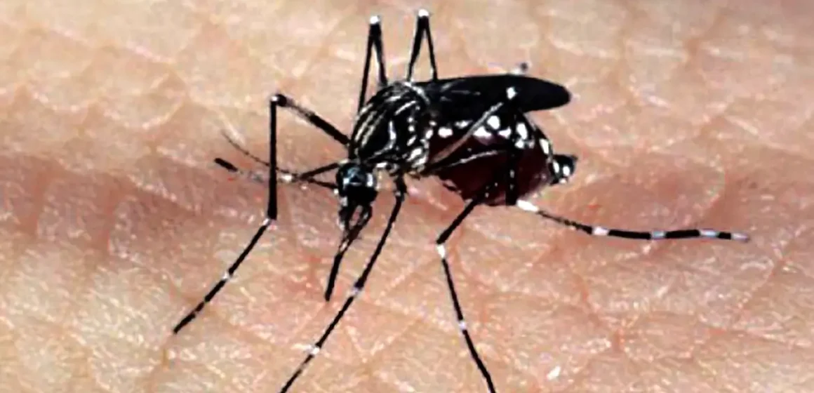 Vacina brasileira contra zika mostra eficácia em testes com animais e protege contra complicações