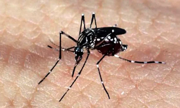 Vacina brasileira contra zika mostra eficácia em testes com animais e protege contra complicações