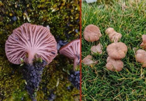 Pesquisadores brasileiros descobrem quatro novas espécies de cogumelos na Antártica