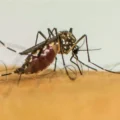 Extrato de café mostra eficácia de quase 100% no combate ao Aedes aegypti, revela estudo