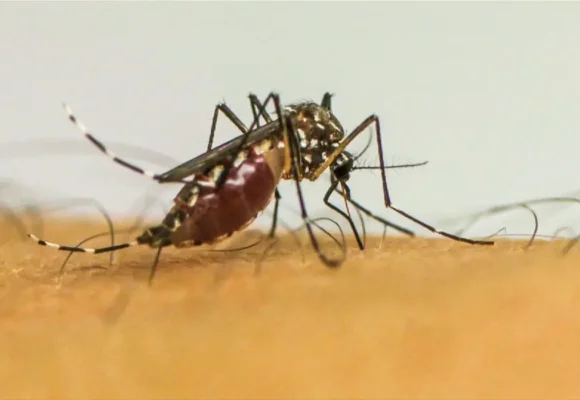 Extrato de café mostra eficácia de quase 100% no combate ao Aedes aegypti, revela estudo
