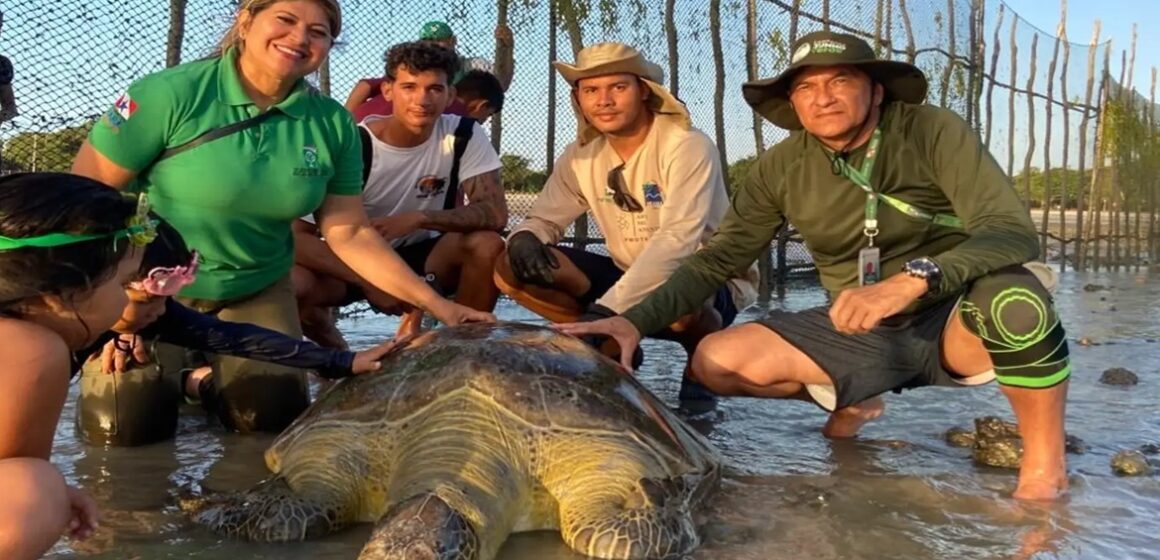 Tartaruga-verde ameaçada de extinção é resgatada e devolvida ao mar no litoral paraense