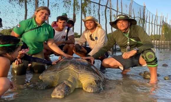20250803131333-GC00069352-F00253286 Tartaruga-verde ameaçada de extinção é resgatada e devolvida ao mar no litoral paraense