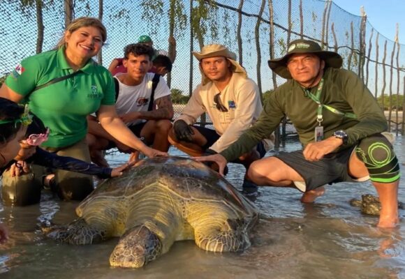 Tartaruga-verde ameaçada de extinção é resgatada e devolvida ao mar no litoral paraense