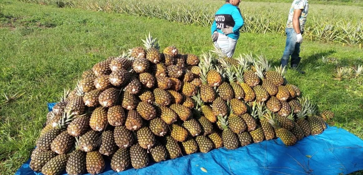 Agricultura familiar no Pará recebe R$ 21,9 milhões em crédito rural em 2025