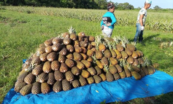 20250805192116-GC00069414-F00253681E Agricultura familiar no Pará recebe R$ 21,9 milhões em crédito rural em 2025