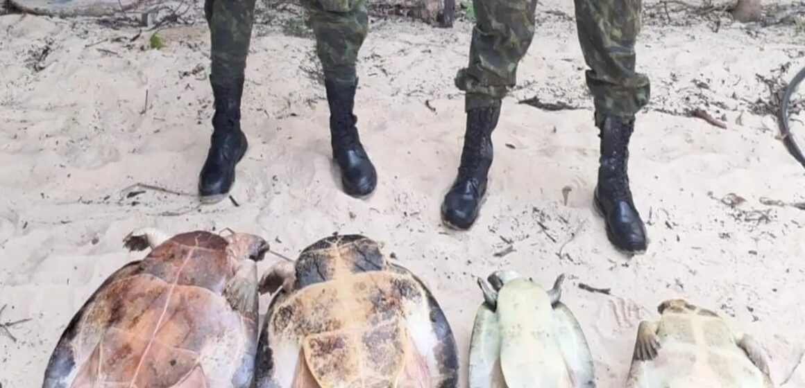 Policiamento Ambiental apreende material de pesca ilegal e resgata tartarugas ameaçadas no Pará
