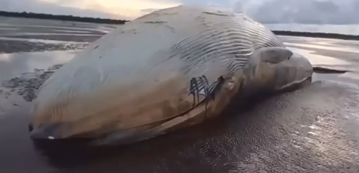 Baleia morta é encontrada encalhada em praia de Chaves, no Marajó