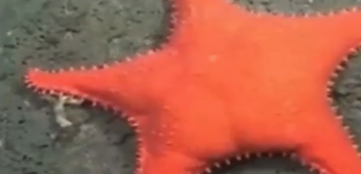 Cientistas descobrem estrela-do-mar com formato que lembra o “Patrick” de Bob Esponja