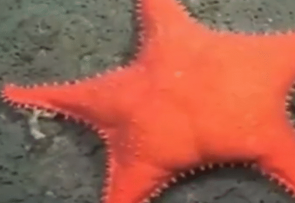 Cientistas descobrem estrela-do-mar com formato que lembra o “Patrick” de Bob Esponja