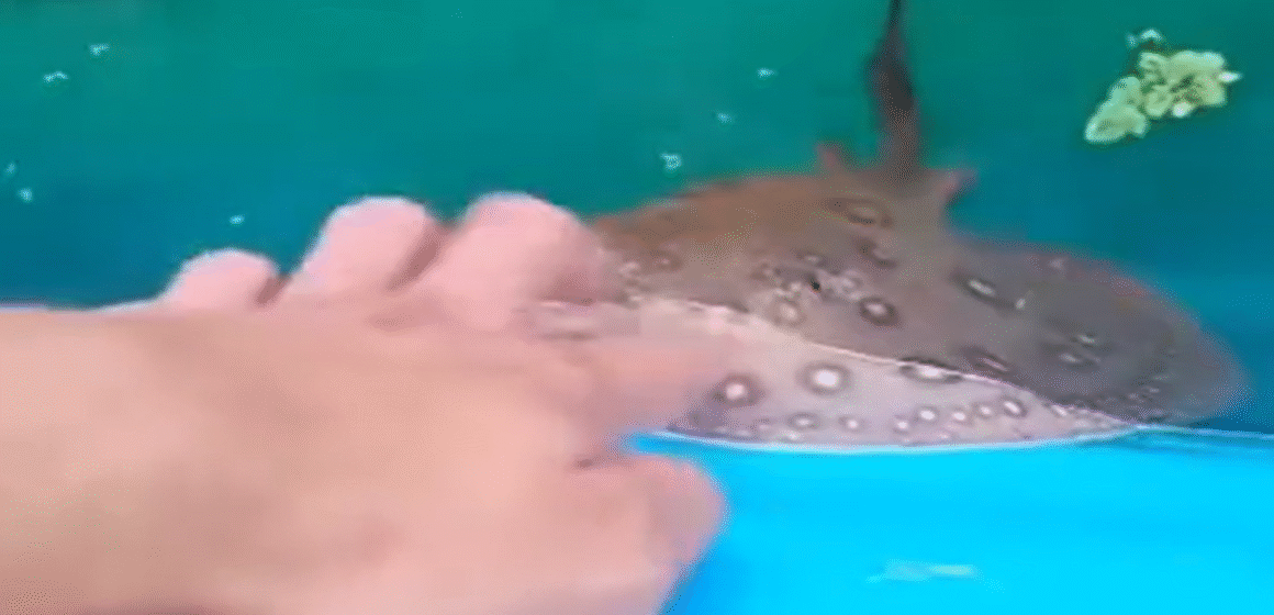Biólogo viraliza ao interagir com arraia como animal de estimação em projeto da UFPA