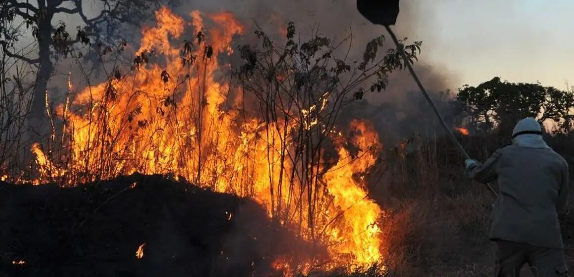 Área queimada no Brasil em julho é a menor em sete anos, com queda de 40%
