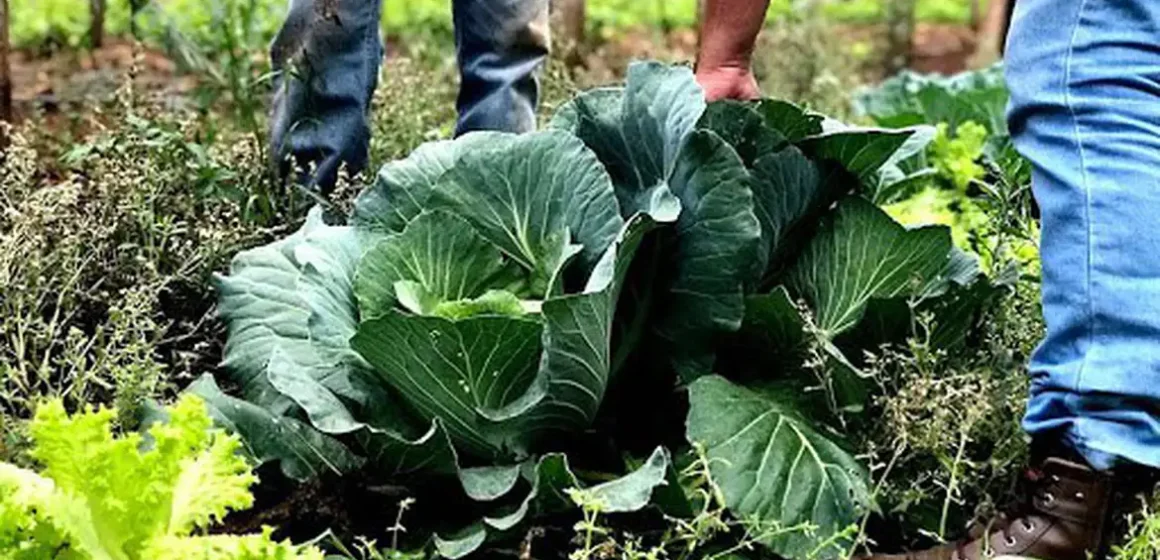 BNDES destina R$ 60 milhões para agricultura familiar produzir bioinsumos