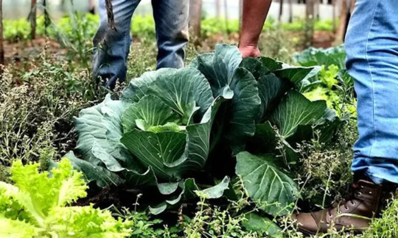 BNDES destina R$ 60 milhões para agricultura familiar produzir bioinsumos