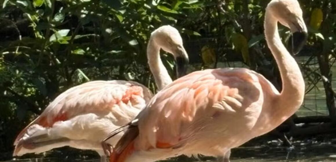 Mangal das Garças recebe flamingos-chilenos e usa estratégias inusitadas para incentivar reprodução