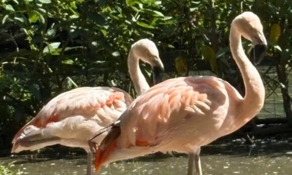 Mangal das Garças recebe flamingos-chilenos e usa estratégias inusitadas para incentivar reprodução