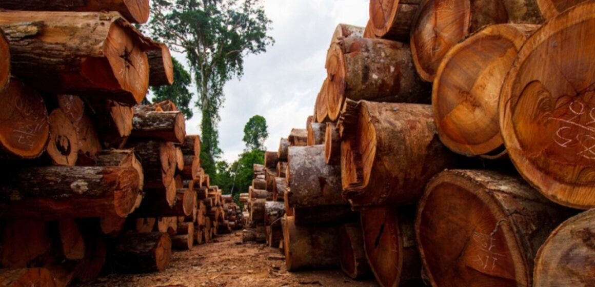 Justiça condena madeireira a pagar R$ 22,8 milhões por extração ilegal em terra indígena no PA