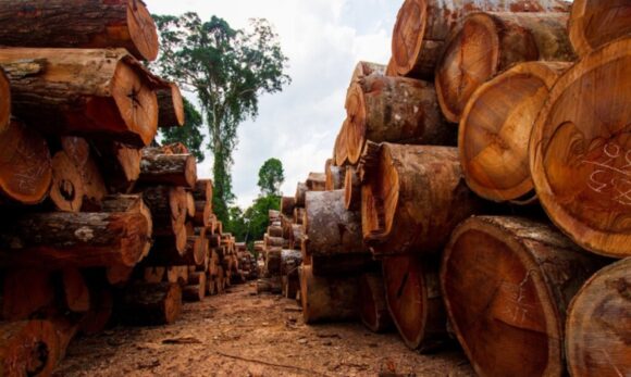 Justiça condena madeireira a pagar R$ 22,8 milhões por extração ilegal em terra indígena no PA