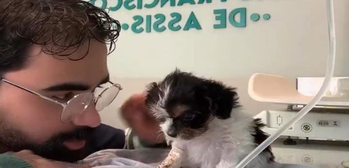 Veterinário emociona ao acalmar cadelinha durante tratamento em vídeo que viralizou